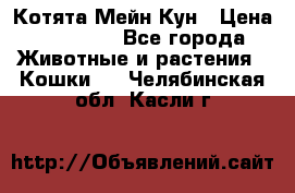 Котята Мейн Кун › Цена ­ 15 000 - Все города Животные и растения » Кошки   . Челябинская обл.,Касли г.